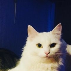 Подробнее об объявлении «Пропала кошка Рязань» Фото: пропала кошка  «Пропала кошка Рязань» в г. Рязань