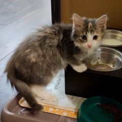 Подробнее об объявлении «Пропала кошка маленький котенок Тверь» Фото: пропала кошка  «Пропала кошка маленький котенок Тверь» в г. Тверь