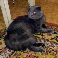 Подробнее об объявлении «Пропал кот Новочеркасск» Фото: пропала кошка Британская короткошерстная «Пропал кот Новочеркасск» в г. Новочеркасск