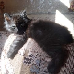 Подробнее об объявлении «Сумы Пропал кот» Фото: пропала кошка  «Сумы Пропал кот» в г. Сумы