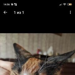 Подробнее об объявлении «Лобня Пропала кошка ей 9 месяцев. зовут боня.» Фото: пропала кошка  «Лобня Пропала кошка ей 9 месяцев. зовут боня.» в г. Лобня