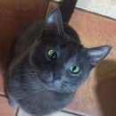 Подробнее об объявлении «Москва Пропал кот голубой русский с зелеными глазам» Фото: пропала кошка  «Москва Пропал кот голубой русский с зелеными...» в г. Москва