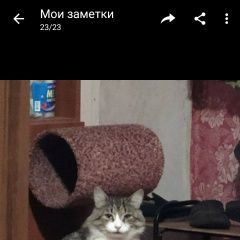 Подробнее об объявлении «Нижний Новгород Пропал кот мурзик» Фото: пропала кошка Норвежская лесная «Нижний Новгород Пропал кот мурзик» в г. Нижний Новгород