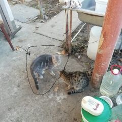 Подробнее об объявлении «Волгодонск Пропал котик 4 месяца» Фото: пропала кошка  «Волгодонск Пропал котик 4 месяца» в г. Волгодонск