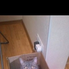 Подробнее об объявлении «Нижний Новгород Пропал кот» Фото: пропала кошка Британская короткошерстная кошка «Нижний Новгород Пропал кот» в г. Нижний Новгород