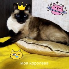Подробнее об объявлении «Нижний Новгород Пропала кошка марта» Фото: пропала кошка Сиамская кошка «Нижний Новгород Пропала кошка марта» в г. Нижний Новгород