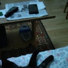 Подробнее об объявлении «Пропал кот чёрный кот Краснодар» Фото: пропала кошка  «Пропал кот чёрный кот Краснодар» в г. Краснодар