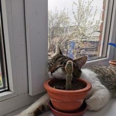 Подробнее об объявлении «Шахты Пропал кот» Фото: пропала кошка  «Шахты Пропал кот» в г. Шахты