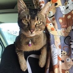 Подробнее об объявлении «Пропал котик Новороссийск» Фото: пропала кошка  «Пропал котик Новороссийск» в г. Новороссийск