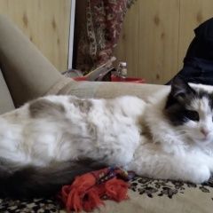 Подробнее об объявлении «Пропала кошка мика Астрахань» Фото: пропала кошка  «Пропала кошка мика Астрахань» в г. Астрахань