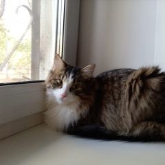 Подробнее об объявлении «Воронеж Пропал кот..» Фото: пропала кошка  «Воронеж Пропал кот..» в г. Воронеж