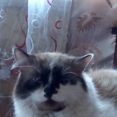 Подробнее об объявлении «Пропал кот любимка семьи Смоленск» Фото: пропала кошка Гималаи «Пропал кот любимка семьи Смоленск» в г. Смоленск