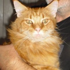 Подробнее об объявлении «Воронеж Пропал кот большой рыжий кот» Фото: пропала кошка Мейн-кун «Воронеж Пропал кот большой рыжий кот» в г. Воронеж