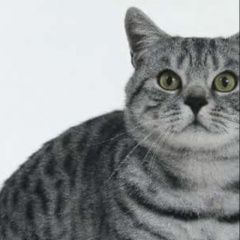 Подробнее об объявлении «Волгоград Пропала кошка» Фото: пропала кошка  «Волгоград Пропала кошка» в г. Волгоград