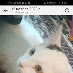 Подробнее об объявлении «Козельск Пропала кошка белая с чёрным пятном на г» Фото: пропала кошка  «Козельск Пропала кошка белая с чёрным пятном на г» в г. Козельск