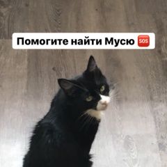 Подробнее об объявлении «Пропала кошка Ростов-на-Дону» Фото: пропала кошка  «Пропала кошка Ростов-на-Дону» в г. Ростов-на-Дону