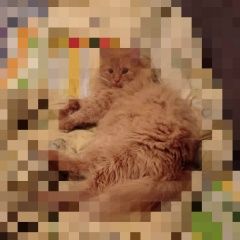 Подробнее об объявлении «Пропал кот Подольск» Фото: пропала кошка  «Пропал кот Подольск» в г. Подольск