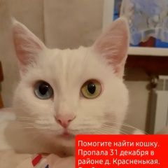 Подробнее об объявлении «Пропала кошка помогите найти Тамбов» Фото: пропала кошка  «Пропала кошка помогите найти Тамбов» в г. Тамбов