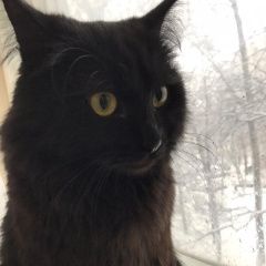 Подробнее об объявлении «Москва Пропала кошка» Фото: пропала кошка Сибирская кошка «Москва Пропала кошка» в г. Москва