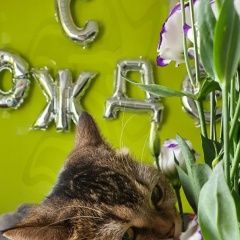 Подробнее об объявлении «Пропала кошка военвед сити Ростов-на-Дону» Фото: пропала кошка Британская короткошерстная кошка «Пропала кошка военвед сити Ростов-на-Дону» в г. Ростов-на-Дону