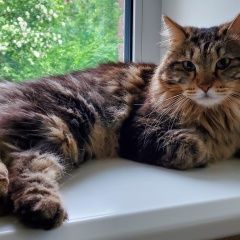 Подробнее об объявлении «Пропал кот курильский бобтейл Зеленоград» Фото: пропала кошка Курильский бобтейл «Пропал кот курильский бобтейл Зеленоград» в г. Зеленоград