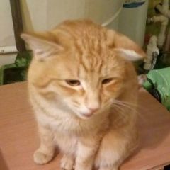 Подробнее об объявлении «Екатеринбург Пропал кот» Фото: пропала кошка  «Екатеринбург Пропал кот» в г. Екатеринбург