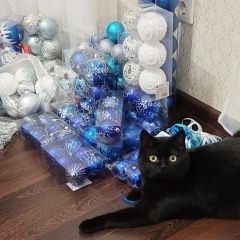 Подробнее об объявлении «Пропал кот Краснодар» Фото: пропала кошка  «Пропал кот Краснодар» в г. Краснодар