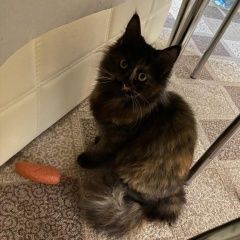 Подробнее об объявлении «Пропала кошка. вознаграждение Новороссийск» Фото: пропала кошка  «Пропала кошка. вознаграждение Новороссийск» в г. Новороссийск