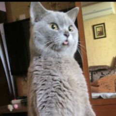 Подробнее об объявлении «Пропал кот 6 января Краснодар» Фото: пропала кошка Британская короткошерстная кошка «Пропал кот 6 января Краснодар» в г. Краснодар