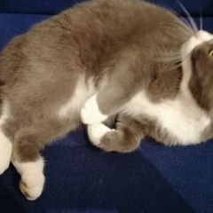 Подробнее об объявлении «Пропала кошка Оренбург» Фото: пропала кошка  «Пропала кошка Оренбург» в г. Оренбург