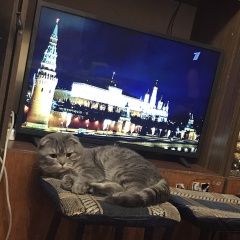 Подробнее об объявлении «Белгород Пропал кот» Фото: пропала кошка  «Белгород Пропал кот» в г. Белгород