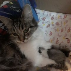 Подробнее об объявлении «Москва Пропала кошка девочка, 4 года» Фото: пропала кошка  «Москва Пропала кошка девочка, 4 года» в г. Москва