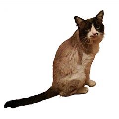 Подробнее об объявлении «Пропал кот Чебоксары» Фото: пропала кошка  «Пропал кот Чебоксары» в г. Чебоксары