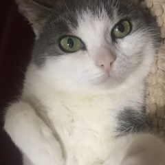 ����: ������� �����  �������� ����� ���������� � �. ����������