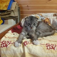 Подробнее об объявлении «Пропала кошка кошечка п.мысхако Новороссийск» Фото: пропала кошка  «Пропала кошка кошечка п.мысхако Новороссийск» в г. Новороссийск