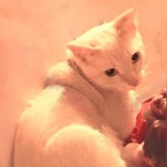 Подробнее об объявлении «Пропал кот, 7 января 2021 года, помогите  Реутов» Фото: пропала кошка  «Пропал кот, 7 января 2021 года, помогите  Реутов» в г. Реутов