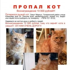 Подробнее об объявлении «Севастополь Пропал кот рыжий кот» Фото: пропала кошка  «Севастополь Пропал кот рыжий кот» в г. Севастополь