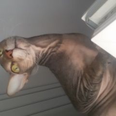 Подробнее об объявлении «Пропал кот вчера из подьезда Новороссийск» Фото: пропала кошка Корниш-рекс «Пропал кот вчера из подьезда Новороссийск» в г. Новороссийск