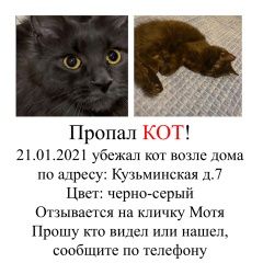 Подробнее об объявлении «Москва Пропал кот» Фото: пропала кошка  «Москва Пропал кот» в г. Москва