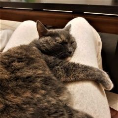 Подробнее об объявлении «Мытищи Пропала кошка нашедшему гарантируем вознаграждение» Фото: пропала кошка  «Мытищи Пропала кошка нашедшему гарантируем...» в г. Мытищи