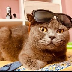 Подробнее об объявлении «Истра Пропала кошка с красным ошейником» Фото: пропала кошка Британская короткошерстная кошка «Истра Пропала кошка с красным ошейником» в г. Истра