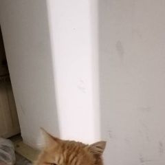 Подробнее об объявлении «Пропал кот, район части вдв. Новороссийск» Фото: пропала кошка  «Пропал кот, район части вдв. Новороссийск» в г. Новороссийск