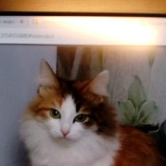 Подробнее об объявлении «Пропала кошка Уфа» Фото: пропала кошка  «Пропала кошка Уфа» в г. Уфа