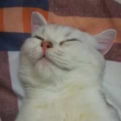 Подробнее об объявлении «Москва Пропал кот 7 мес. сахарок» Фото: пропала кошка  «Москва Пропал кот 7 мес. сахарок» в г. Москва