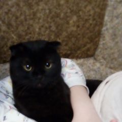 Подробнее об объявлении «Воронеж Пропал кот.» Фото: пропала кошка Британская короткошерстная кошка «Воронеж Пропал кот.» в г. Воронеж