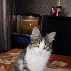 Подробнее об объявлении «Пропала кошка Самара» Фото: пропала кошка  «Пропала кошка Самара» в г. Самара