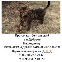 Подробнее об объявлении «Белгород Пропал кот бенгальский» Фото: пропала кошка Бенгальская кошка «Белгород Пропал кот бенгальский» в г. Белгород