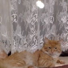 Подробнее об объявлении «Пропал кот Королев» Фото: пропала кошка  «Пропал кот Королев» в г. Королев