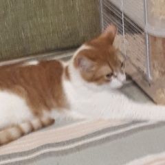 Подробнее об объявлении «Нижний Новгород Пропал кот» Фото: пропала кошка  «Нижний Новгород Пропал кот» в г. Нижний Новгород