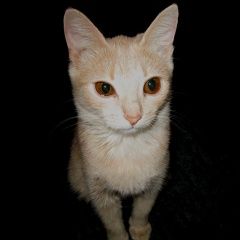 Подробнее об объявлении «Воронеж Пропала кошка цейлонская» Фото: пропала кошка  «Воронеж Пропала кошка цейлонская» в г. Воронеж